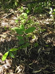 Bridelia micrantha