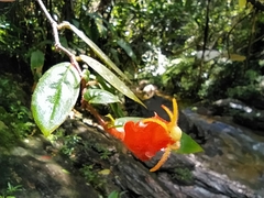 Columnea antennifera