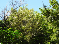 Brachylaena discolor