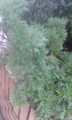 Chromolaena perglabra