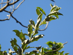 Brachylaena discolor