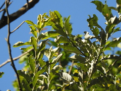 Brachylaena discolor