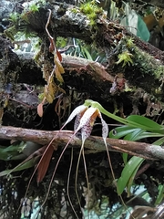 Masdevallia picturata