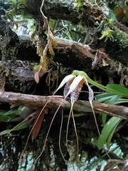 Masdevallia picturata