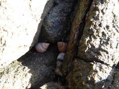 Echinolittorina natalensis