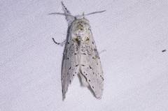 Furcula nivea