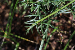 Lomatium geyeri