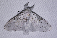 Furcula nivea