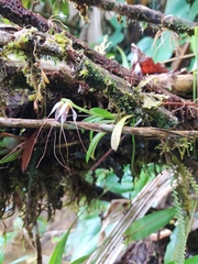 Masdevallia picturata