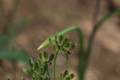Lomatium geyeri