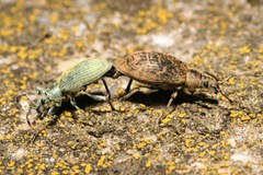 Phyllobius pomaceus