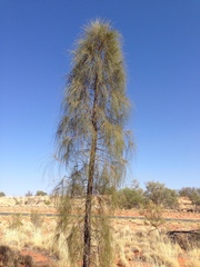 Allocasuarina decaisneana