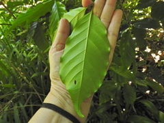 Oxyanthus