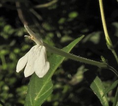 Rhinacanthus gracilis