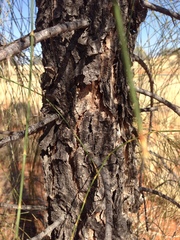 Allocasuarina decaisneana