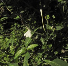 Rhinacanthus gracilis
