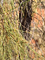 Allocasuarina decaisneana