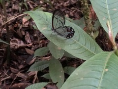 Pseudohaetera hypaesia