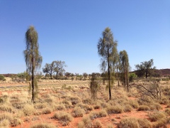 Allocasuarina decaisneana