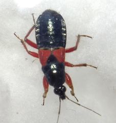 Prostemma guttula guttula