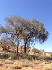 Allocasuarina decaisneana