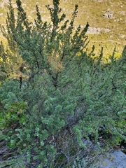 Cliffortia tridentata