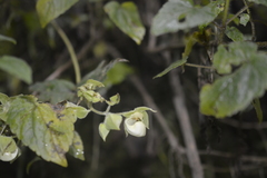 Calceolariaceae