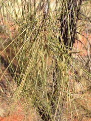 Allocasuarina decaisneana