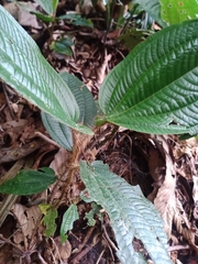 Miconia formicosetosa