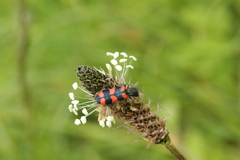Trichodes favarius