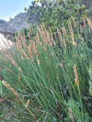 Elegia racemosa