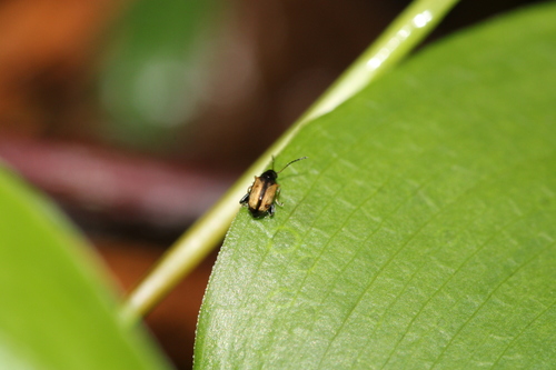 Longitarsus nasturtii
