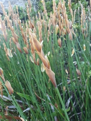 Elegia racemosa