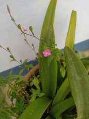 Oenothera rosea