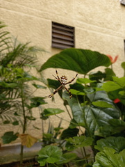 Argiope argentata