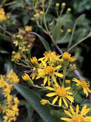 Dendrophorbium