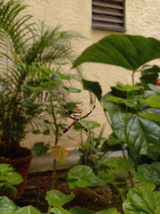 Argiope argentata