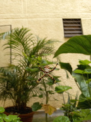Argiope argentata