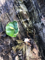 Fagus sylvatica