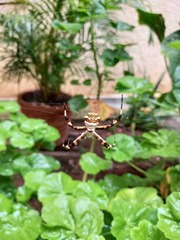 Argiope argentata
