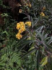 Dendrophorbium