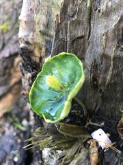 Fagus sylvatica