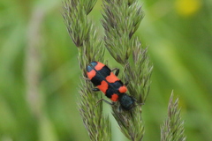 Trichodes favarius