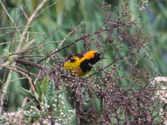Icterus auricapillus