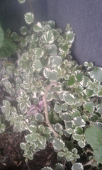 Coleus forsteri