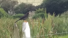 Turdus fuscater