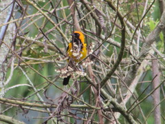 Icterus auricapillus
