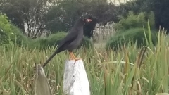 Turdus fuscater