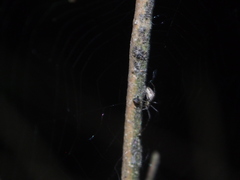 Tetragnatha bituberculata