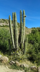 Corryocactus brevistylus